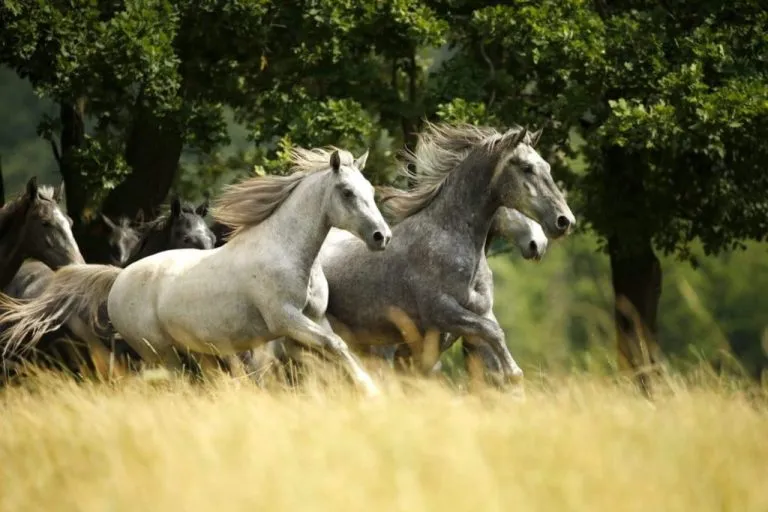 Lipica horses